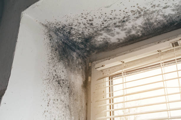 Affordable Mold Remediation solutions in Marion, NC